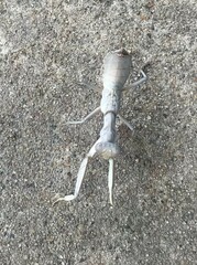 Sphodropoda quinquedens