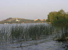 Schoenoplectus lacustris