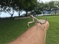 Sphodropoda quinquedens