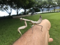 Sphodropoda quinquedens