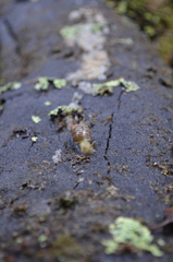 Bothriembryon tasmanicus