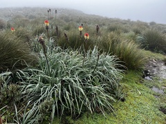 Kniphofia caulescens