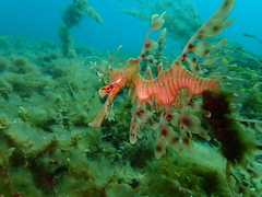 Phycodurus eques
