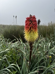 Kniphofia caulescens