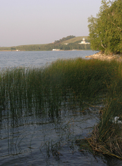 Schoenoplectus lacustris