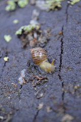 Bothriembryon tasmanicus