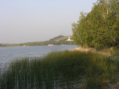 Schoenoplectus lacustris