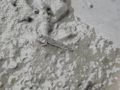 Periophthalmus modestus