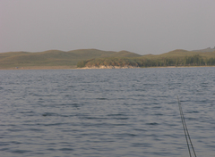 Schoenoplectus lacustris