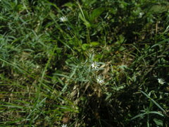 Stellaria hebecalyx