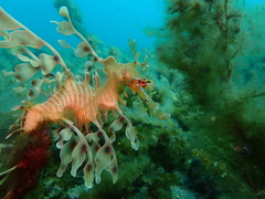Phycodurus eques