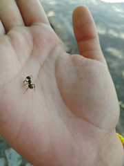 Camponotus