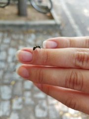 Camponotus