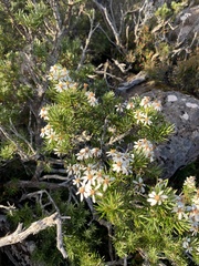 Olearia pinifolia