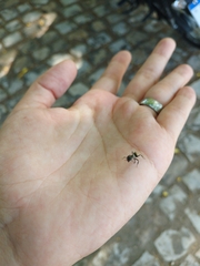 Camponotus