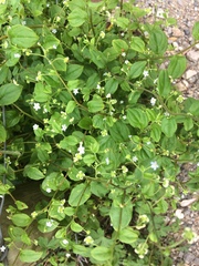 Hackelia latifolia