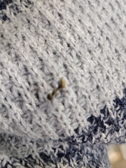 Camponotus