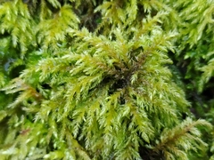 Thamnobryum alopecurum