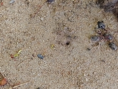 Camponotus