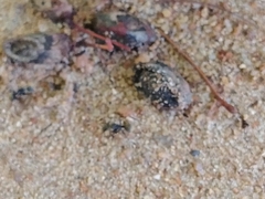 Camponotus
