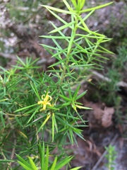 Persoonia juniperina