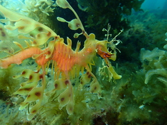 Phycodurus eques