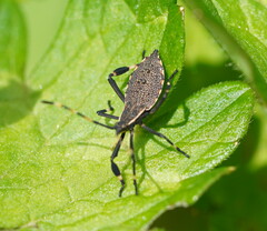 Gelonus tasmanicus