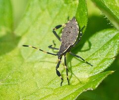 Gelonus tasmanicus
