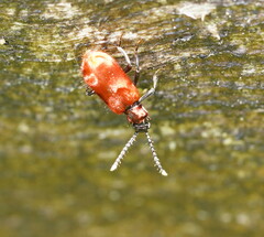 Lemodes coccinea