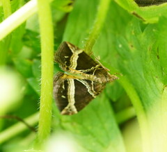 Chrysolarentia conifasciata