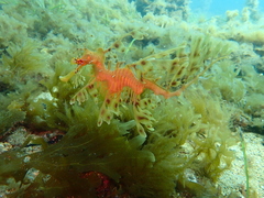 Phycodurus eques