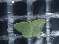 Chlorocoma tachypora