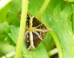 Chrysolarentia conifasciata