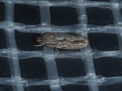 Agriophara confertella
