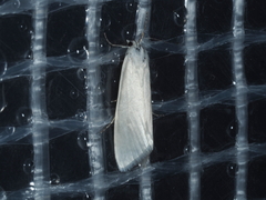 Tipanaea patulella