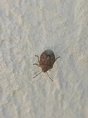 Holcogaster fibulata