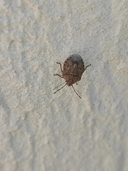 Holcogaster fibulata