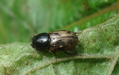 Chilothorax distinctus