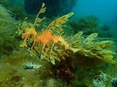 Phycodurus eques