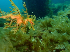 Phycodurus eques