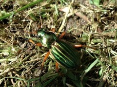 Carabus auratus
