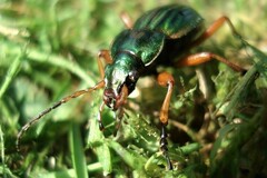 Carabus auratus
