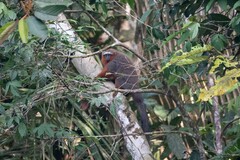 Plecturocebus discolor