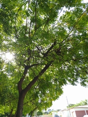 Azadirachta indica