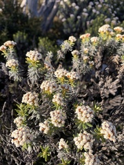 Ozothamnus ledifolius