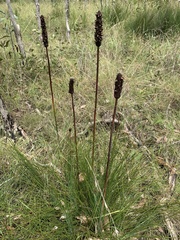 Xanthorrhoea fulva