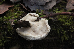 Amaropostia stiptica