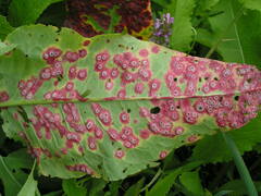 Puccinia phragmitis