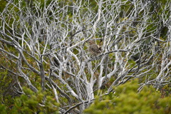 Calamanthus campestris