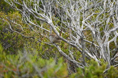 Calamanthus campestris